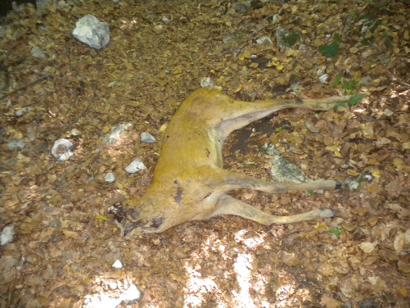 Nel parco dei Monti della Laga